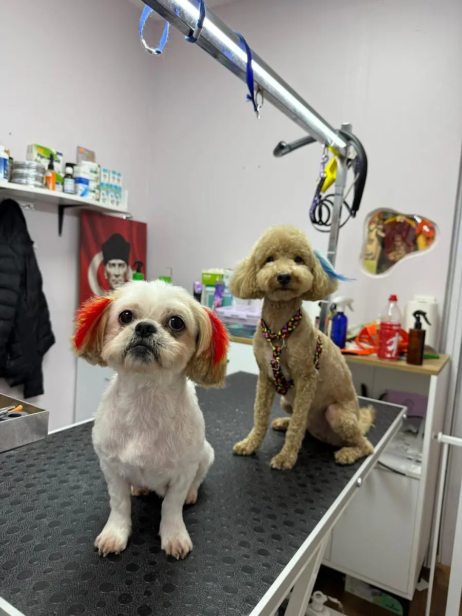 Peti Paws | Pet Kuaför işletme fotoğrafı