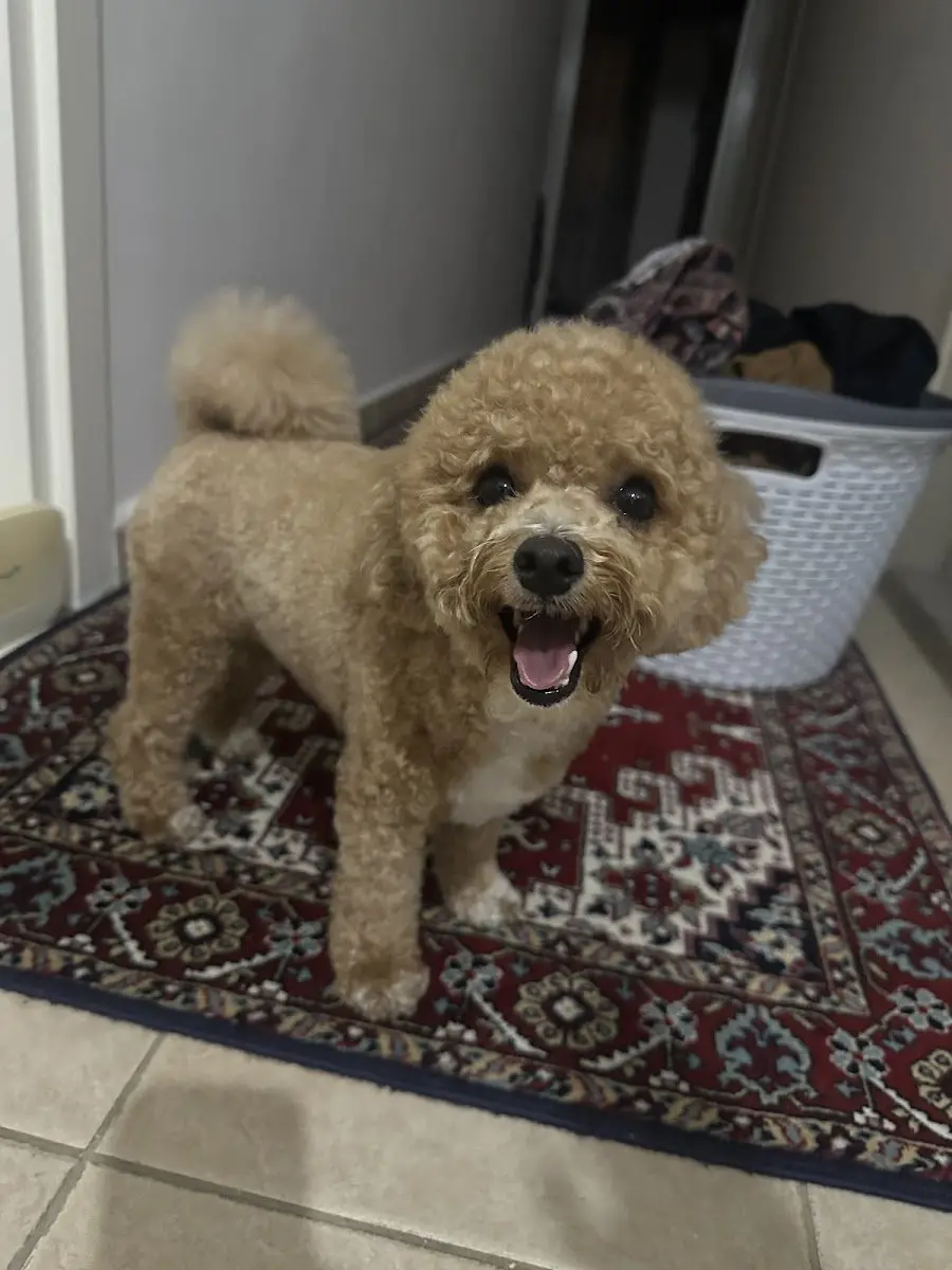 Maya Pet Kuaför işletme fotoğrafı