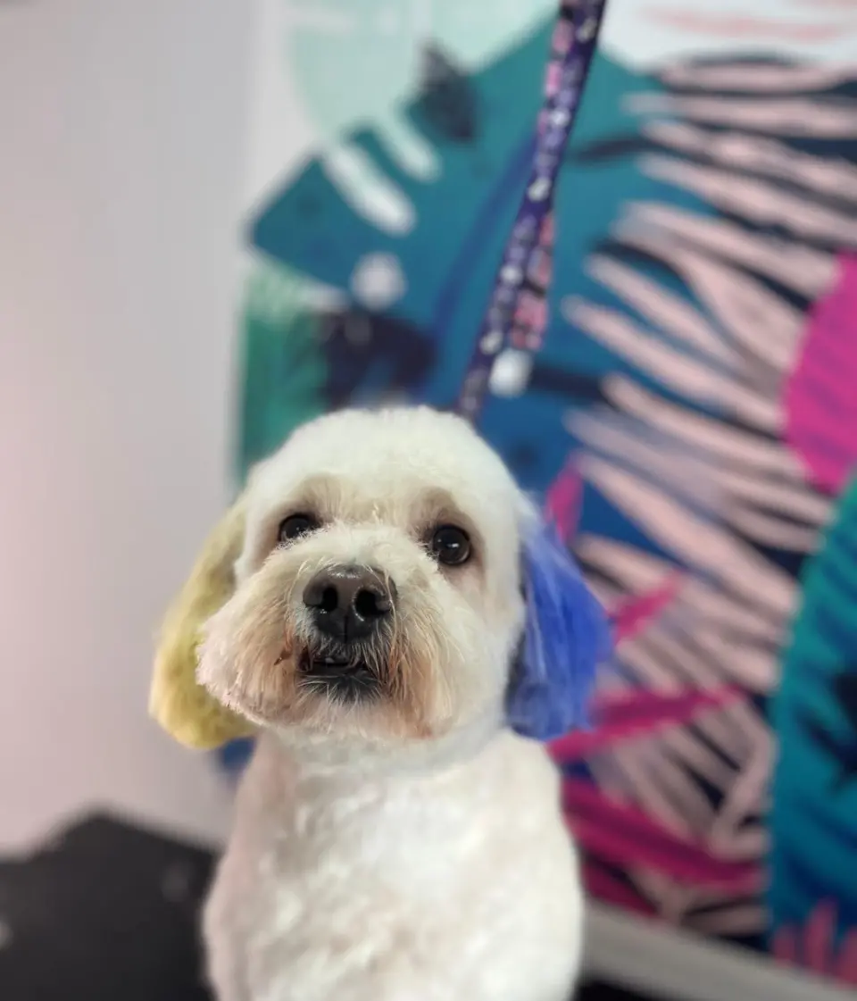 VooVPETS Pet Kuaför & Spa & Pet Shop Alacaatlı işletme fotoğrafı