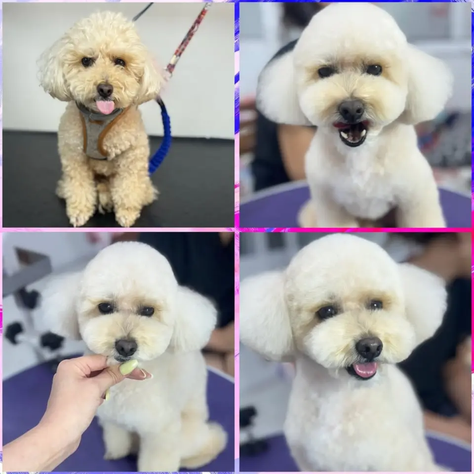 Petishh Pet Kuaför işletme fotoğrafı