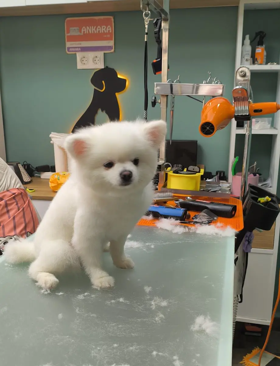 Seven Pet Kuaför işletme fotoğrafı