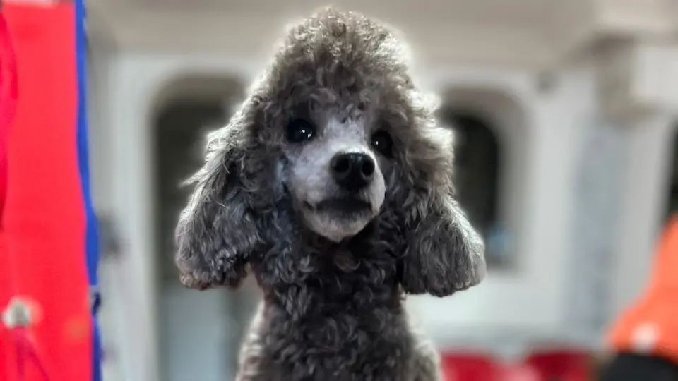 Pet Kuaför Madam Yorki Pet Kuaför işletme fotoğrafı