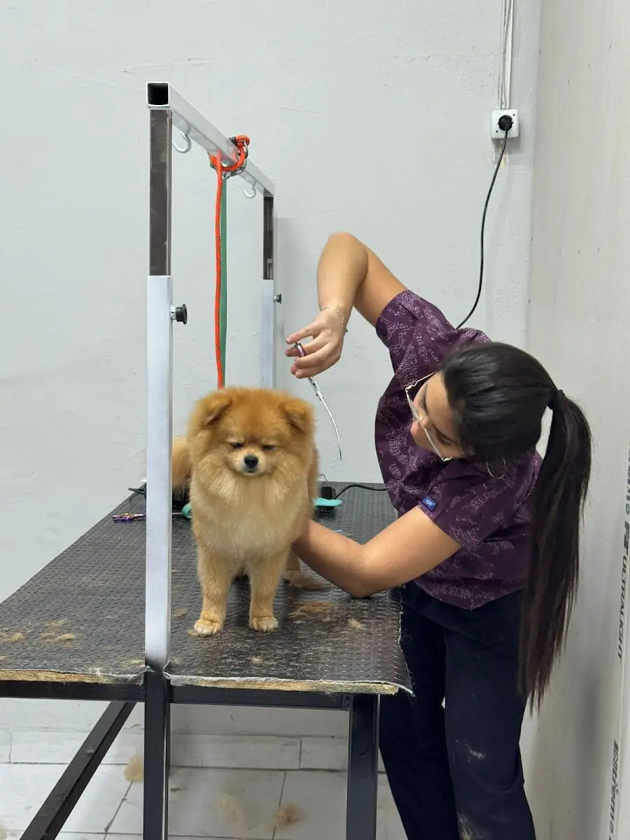 MiPati Pet Kuaför & Shop işletme fotoğrafı