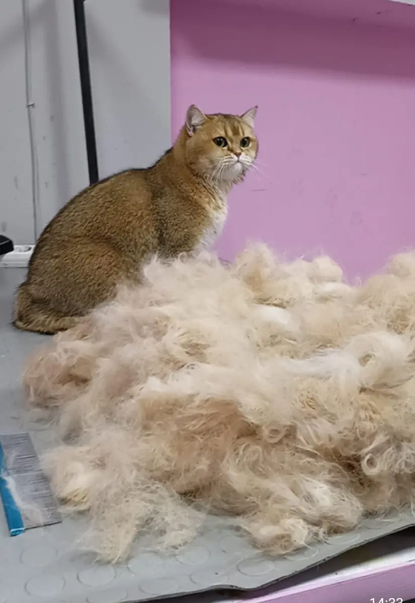 Pet Kuaför House Pet işletme fotoğrafı