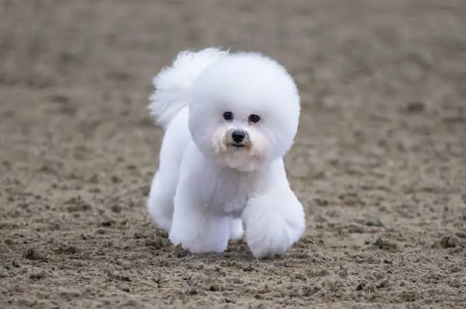 Pet Kuaför Zonguldak işletme fotoğrafı