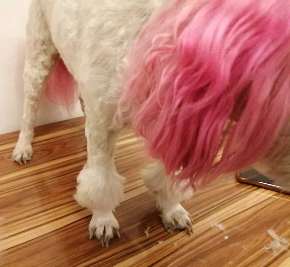 KIRPIK PET KUAFÖR & PET SHOP işletme fotoğrafı
