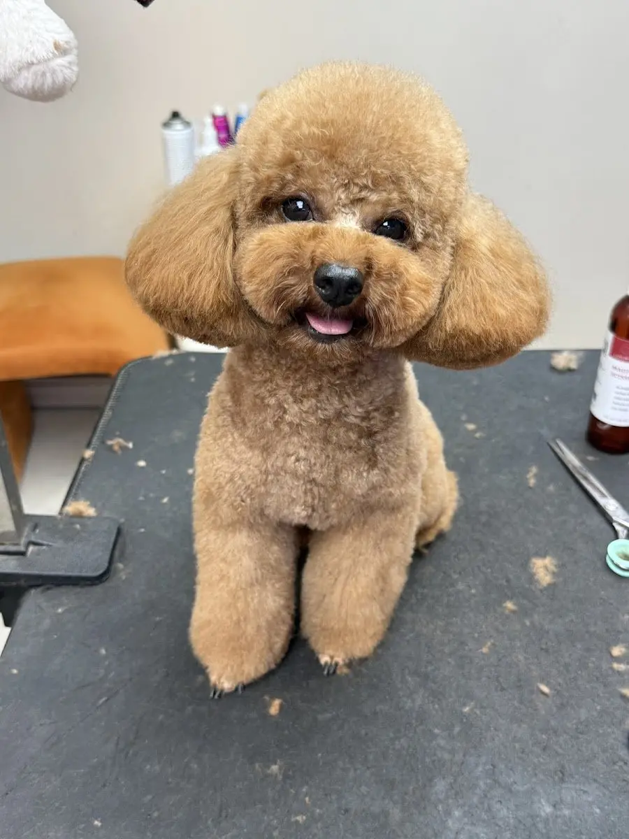 Pawofdog Pet Kuaför + Boutique işletme fotoğrafı
