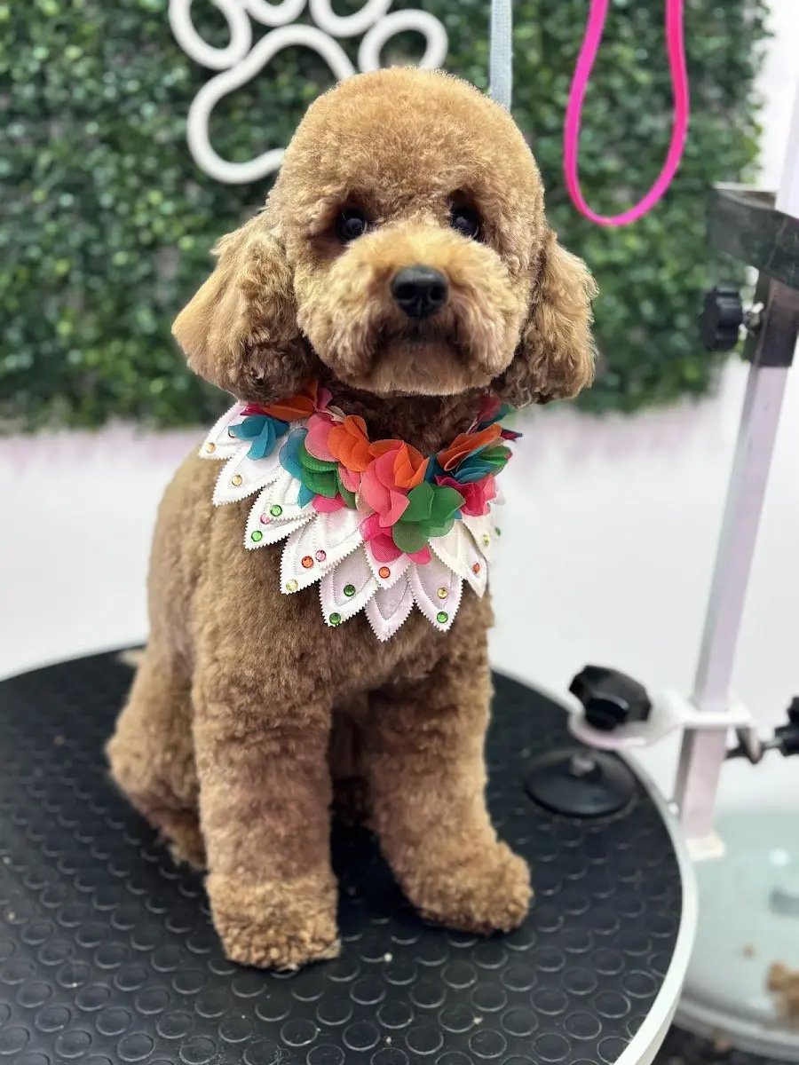 Pet Kuaför Cansu işletme fotoğrafı