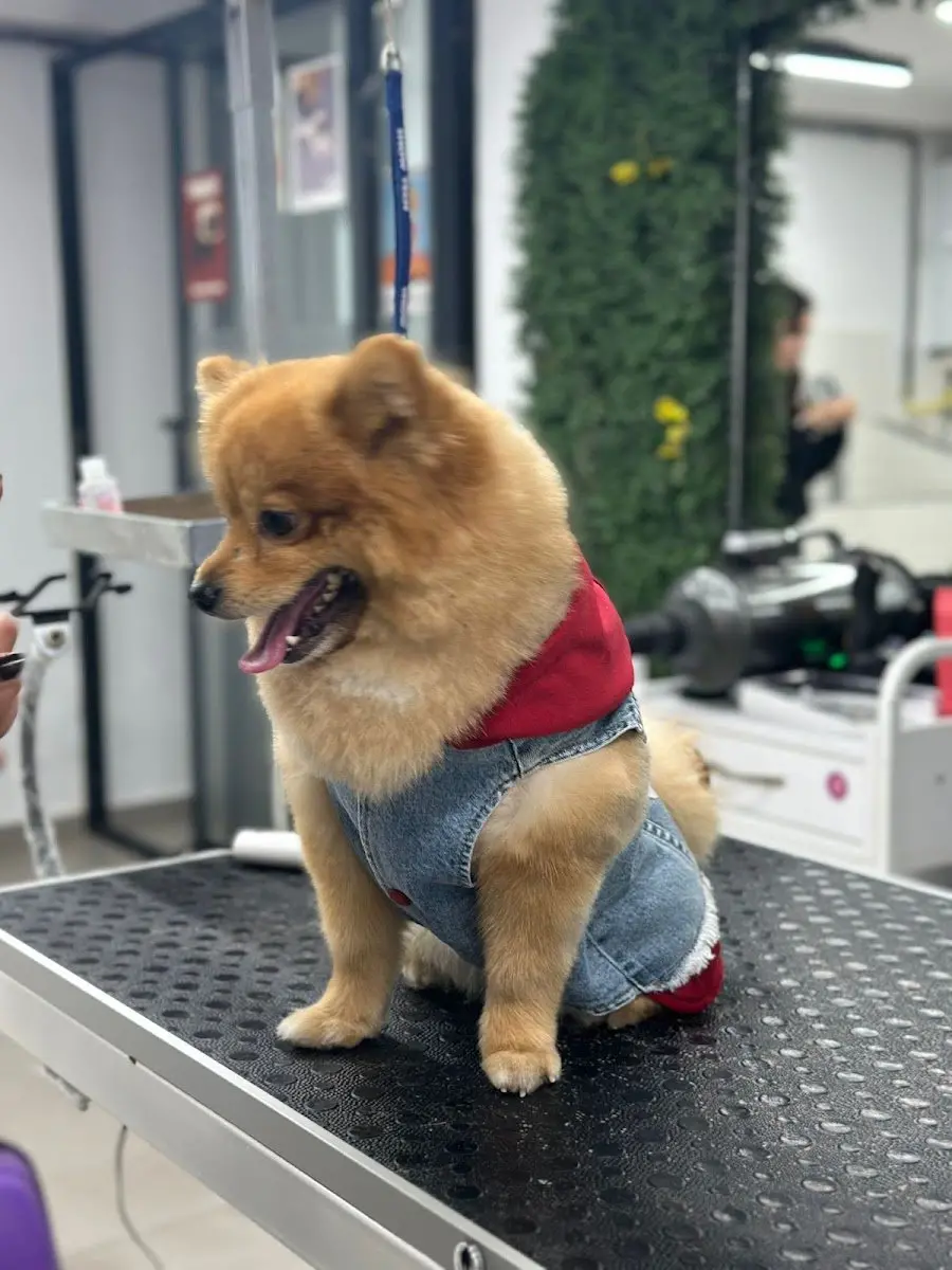 Beşiktaş Pet Kuaför işletme fotoğrafı