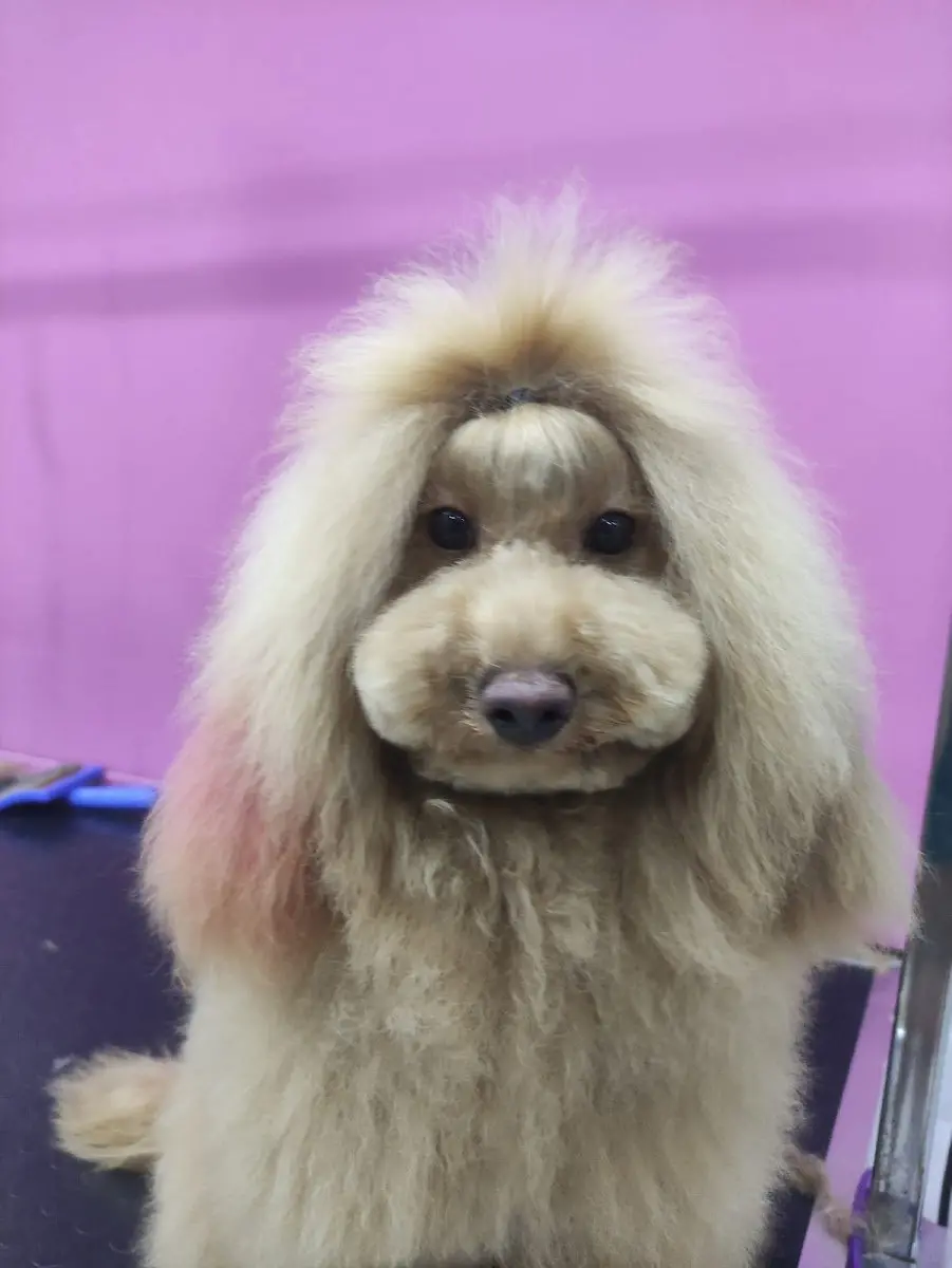 Perla pet kuaförü (Suadiye Kozyatağı Bostancı) işletme fotoğrafı