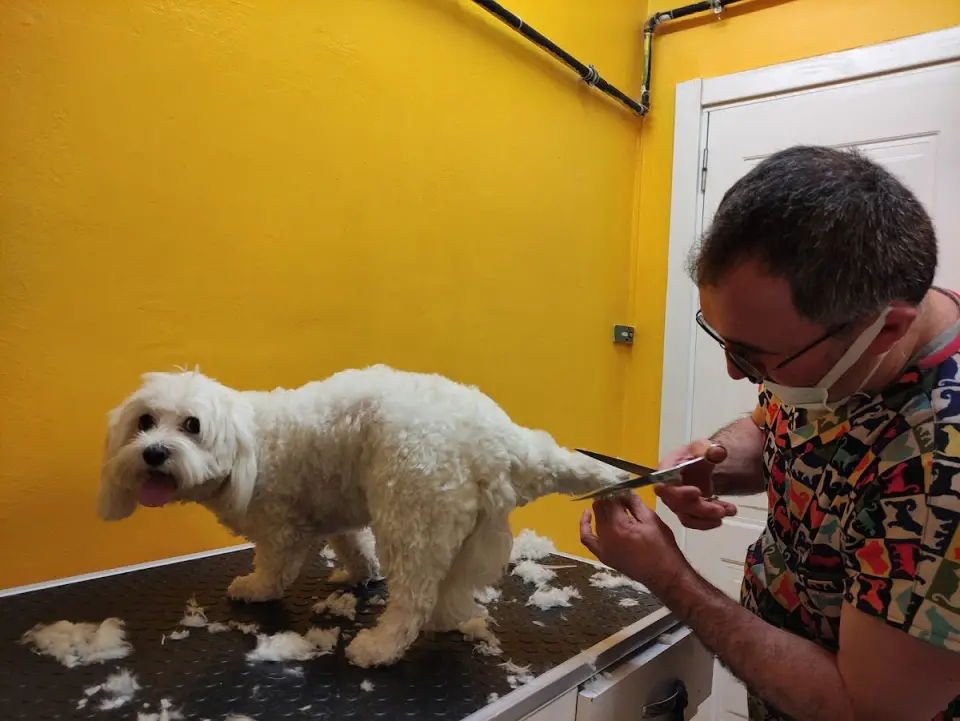 Snoopy Pet Kuaförü işletme fotoğrafı