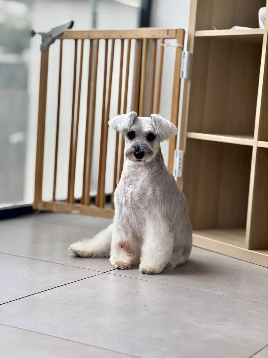 Erkin’in Pet Kuaför Salonu işletme fotoğrafı