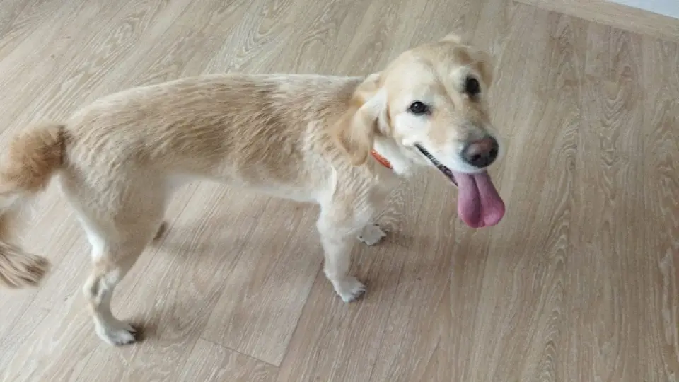 Bağlıca Pet Kuaför işletme fotoğrafı