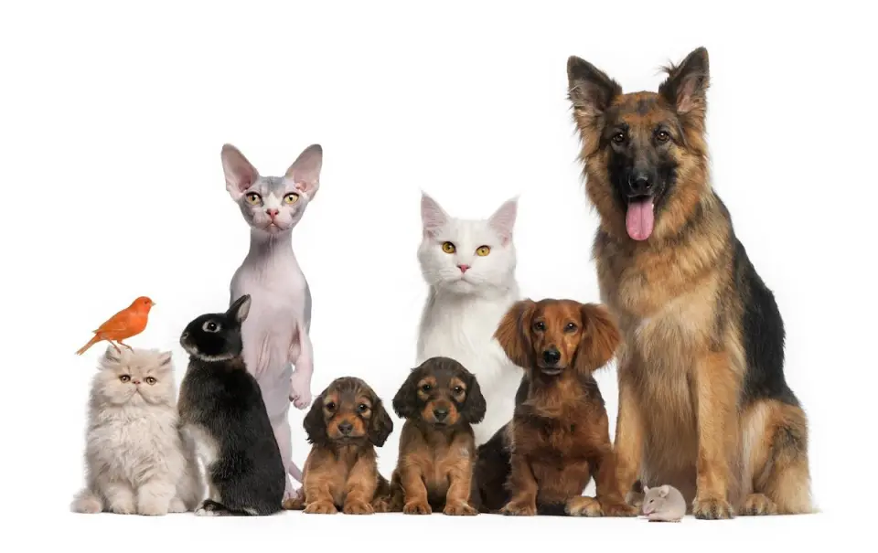 Pet Kuaför Seren işletme fotoğrafı