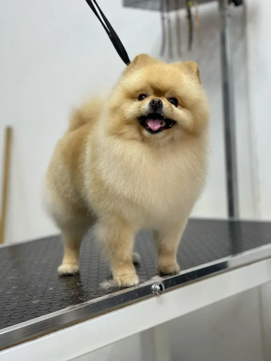 EMRE DEMİRÖREN PET KUAFÖR & SPA işletme fotoğrafı
