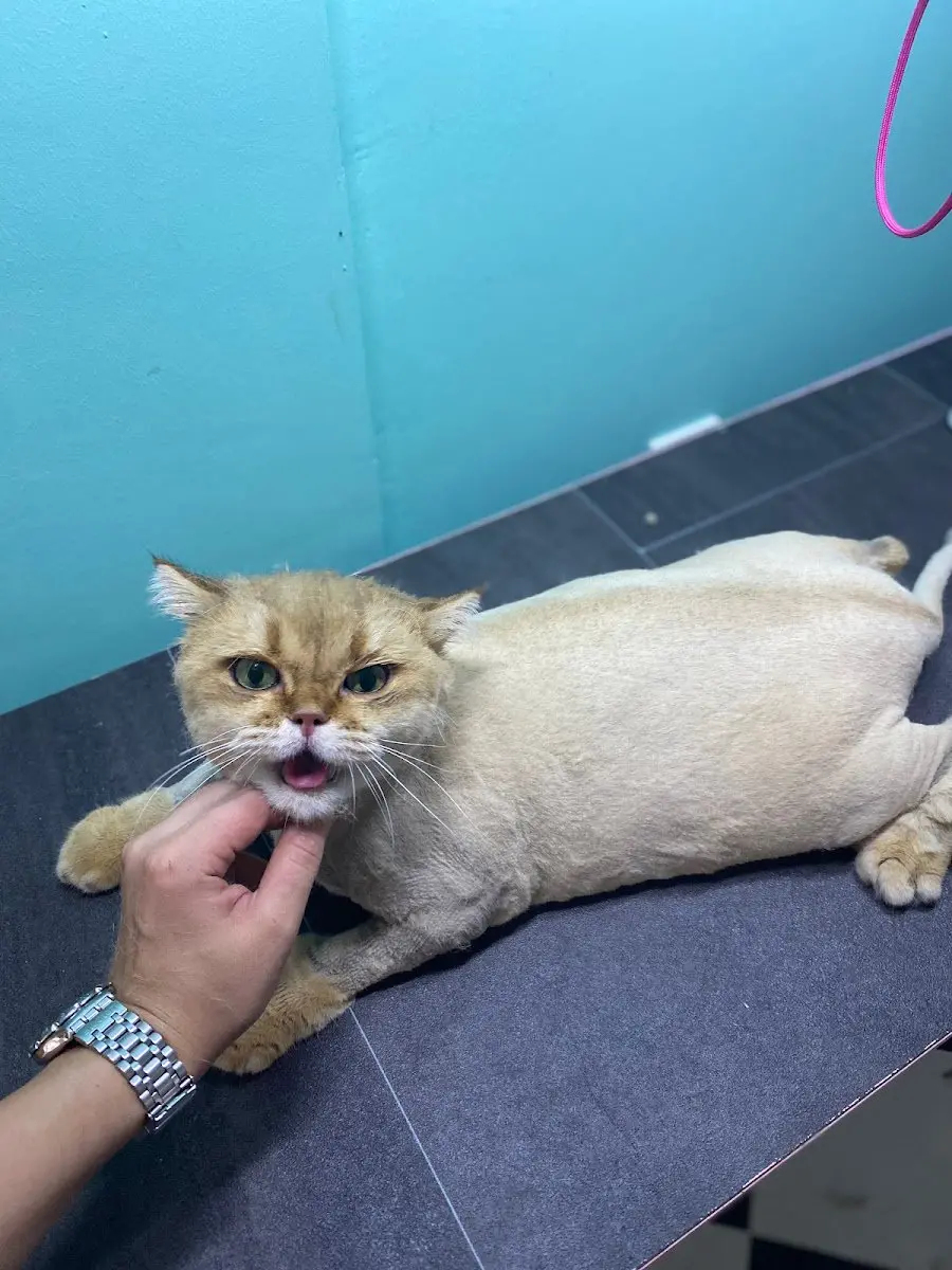 Pet Kuaför Nurcan Okumuş işletme fotoğrafı