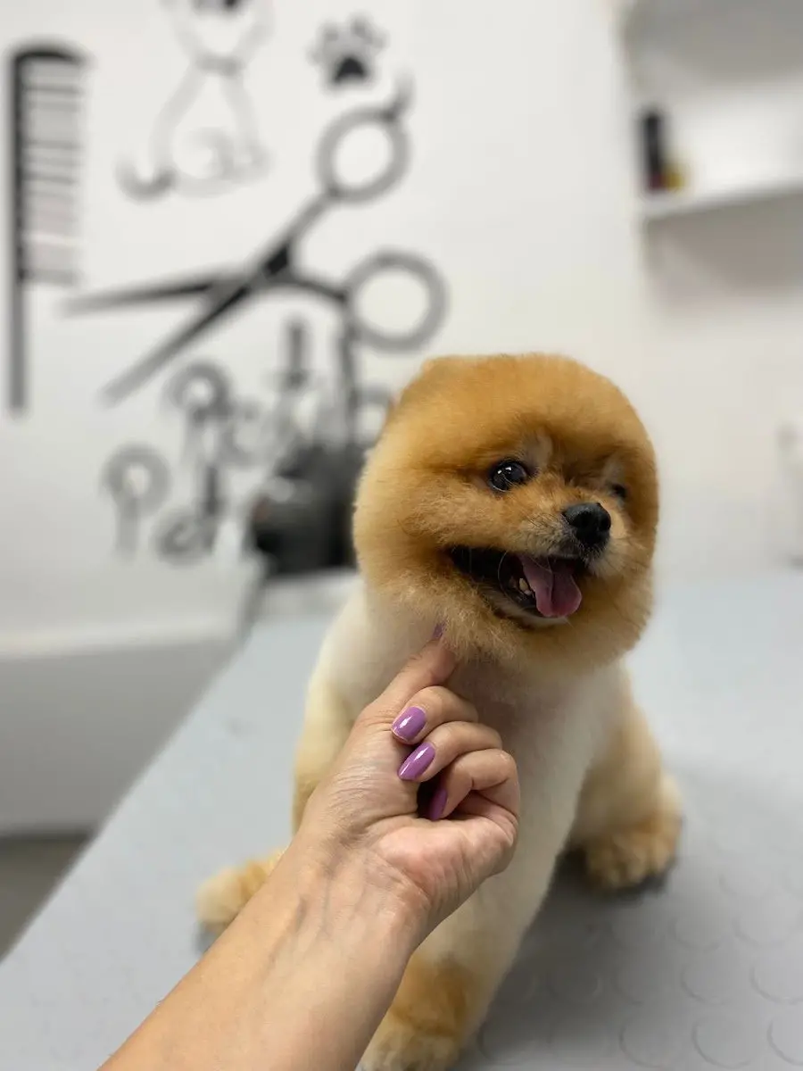 Pet Kuaför | Petibom Kedi Köpek Kuaförü işletme fotoğrafı