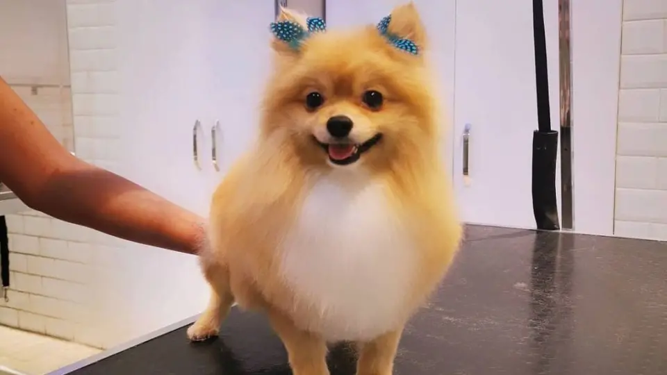 Alfa Pet Kuaför işletme fotoğrafı