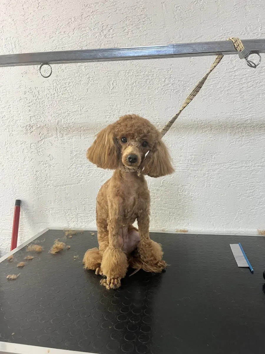 Marla petshop & pet kuaför işletme fotoğrafı