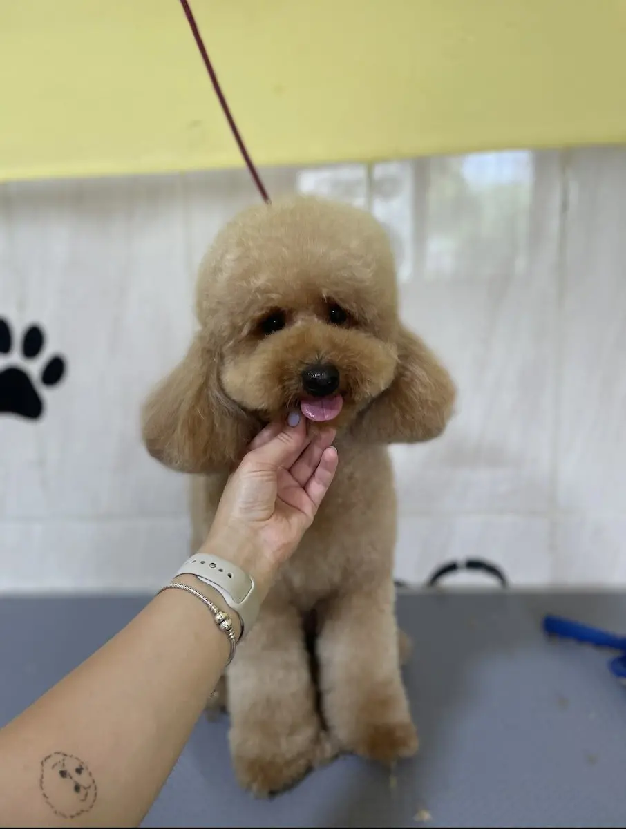 Pet Kuaför Hurma işletme fotoğrafı