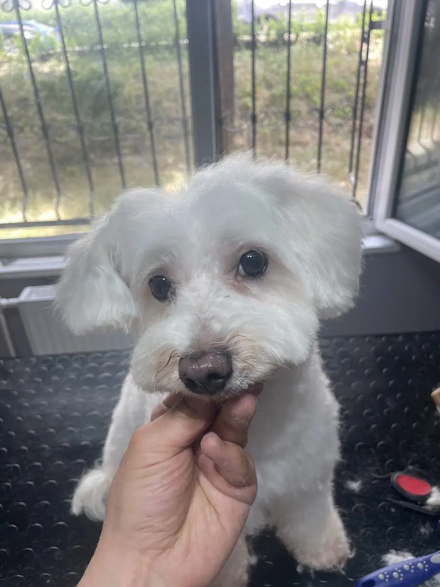 Alber Paws Pet Kuaför & Butik işletme fotoğrafı