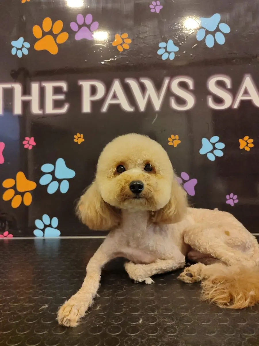 The Paws Saloon Pet Kuaförü işletme fotoğrafı