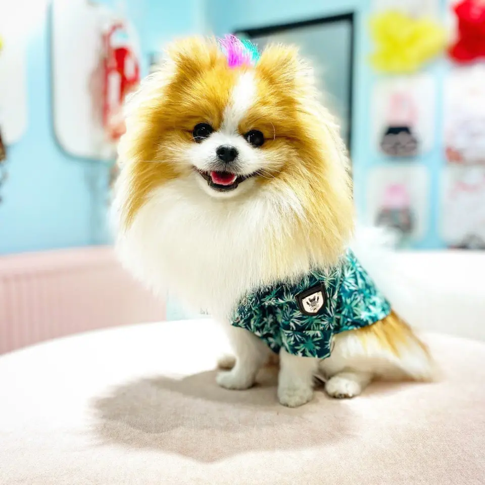 Poupee Paws Pet Kuaför & Butik işletme fotoğrafı