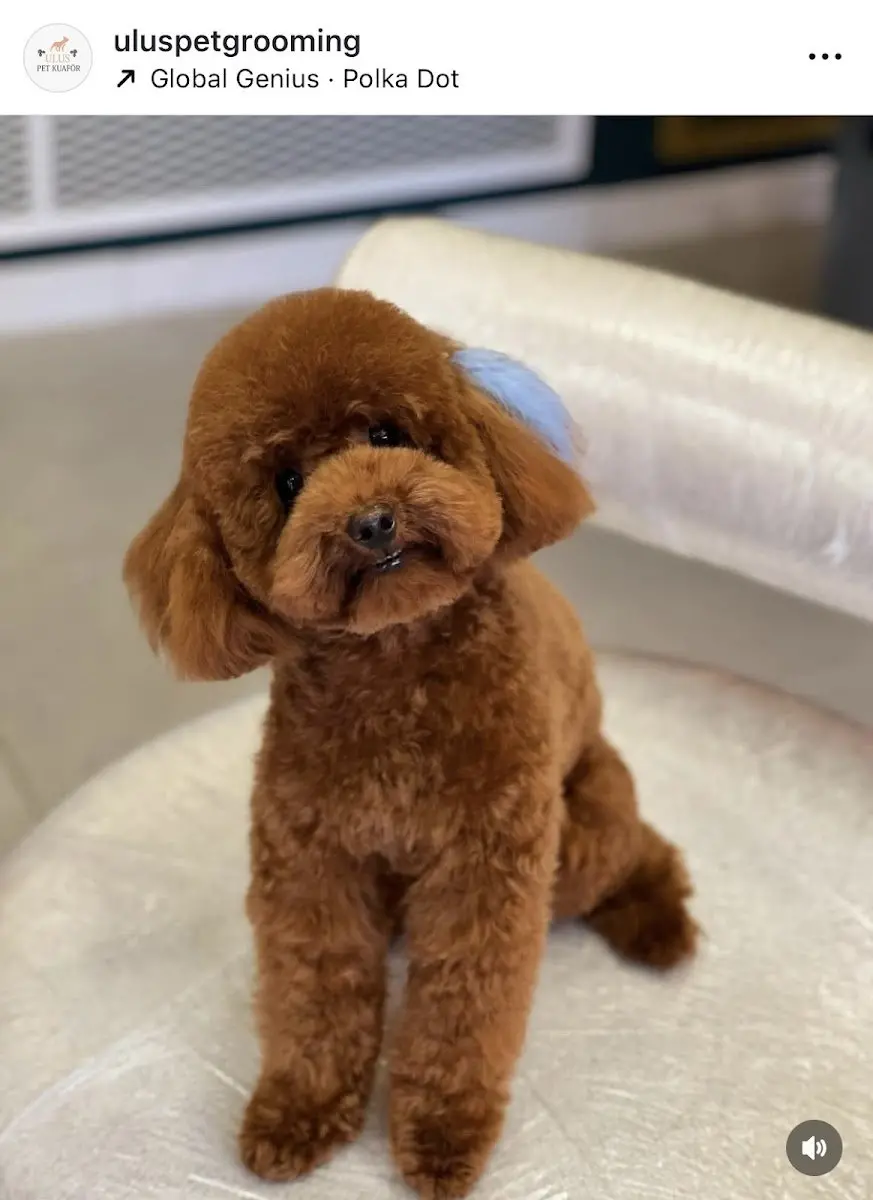 Ulus Pet Kuaför işletme fotoğrafı