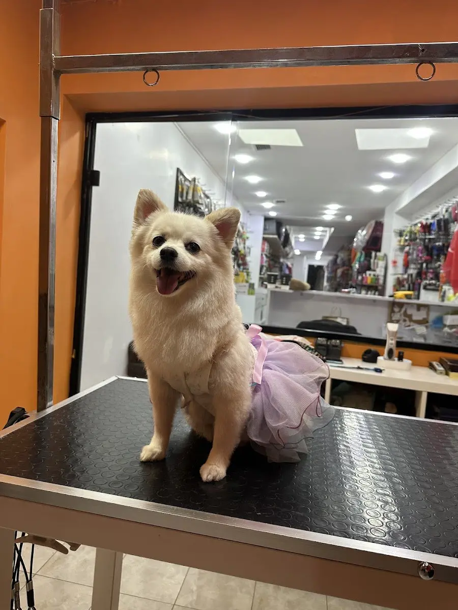 Petaverse Dog Grooming & Shop ŞİŞLİ NİŞANTAŞI PET KUAFÖR işletme fotoğrafı