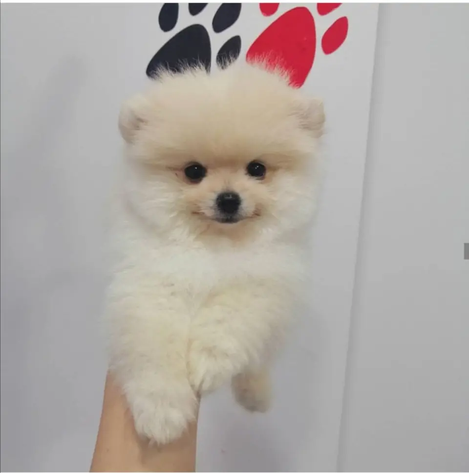 Denizli pet kuaförü işletme fotoğrafı