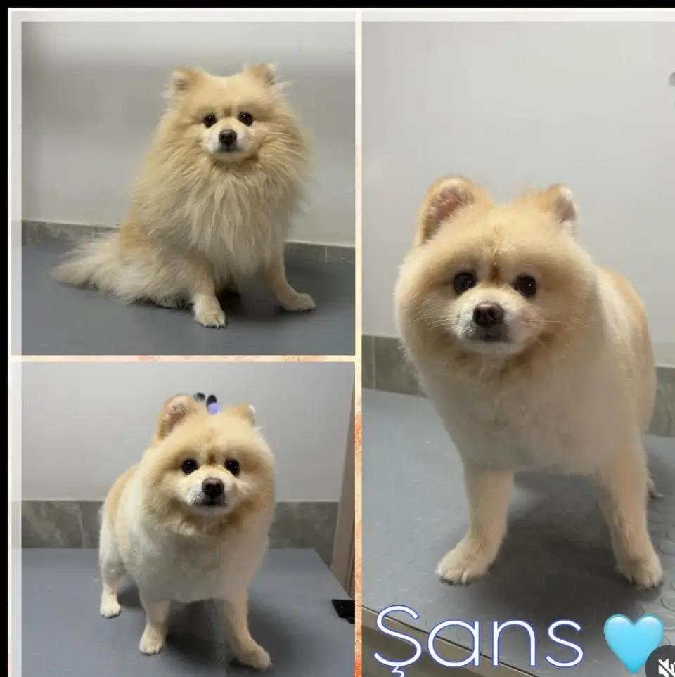 Paw Star Pet Kuaför işletme fotoğrafı