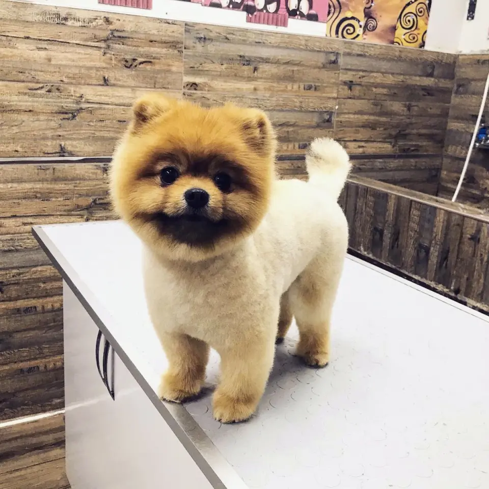 Lotus Pet Kuaför işletme fotoğrafı
