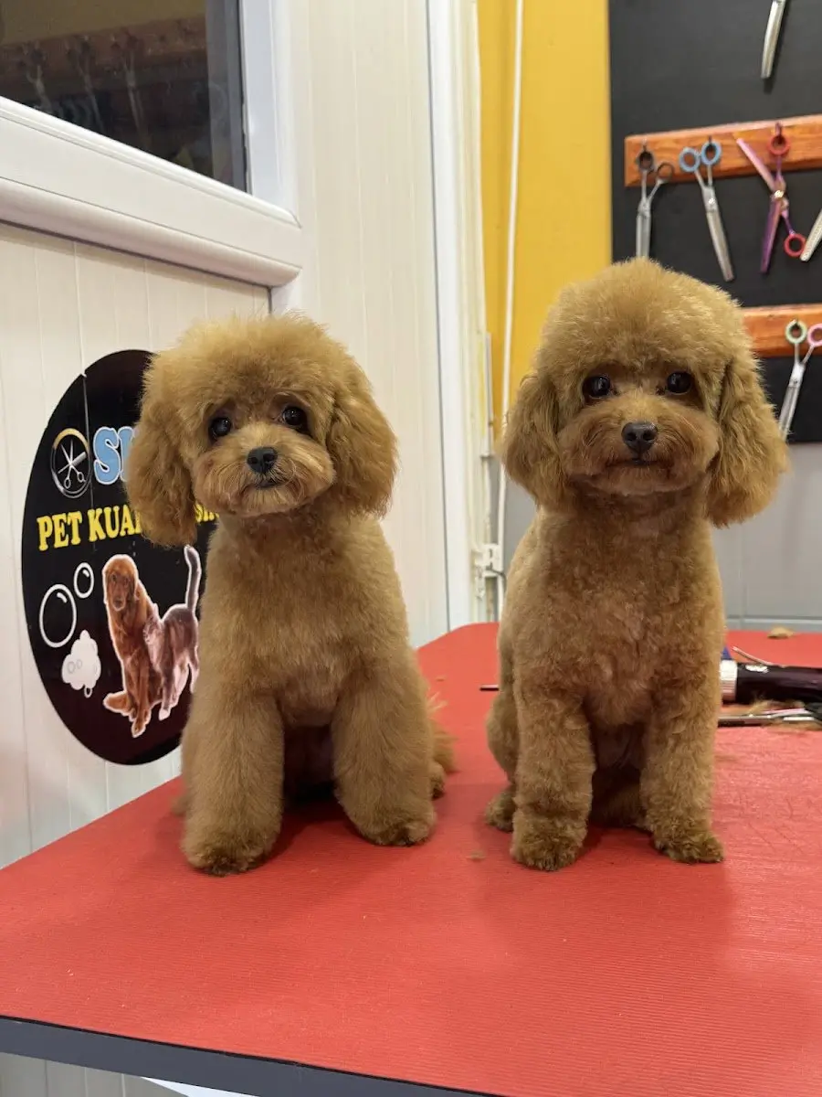SHOW PET KUAFÖR | Anestezisiz Kedi ve Köpek traşı | işletme fotoğrafı