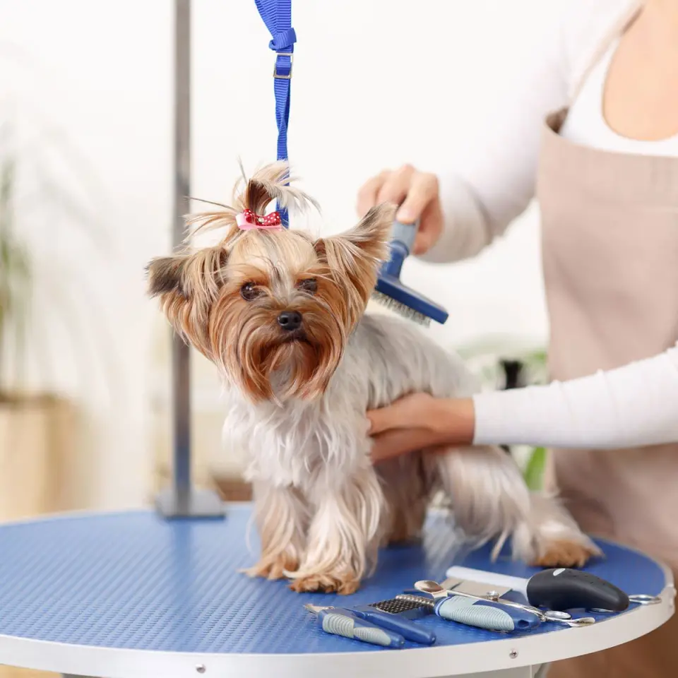 Petcanlar | Pet Kuaför | Pet Shop | Kedi - Köpek Ürünleri işletme fotoğrafı
