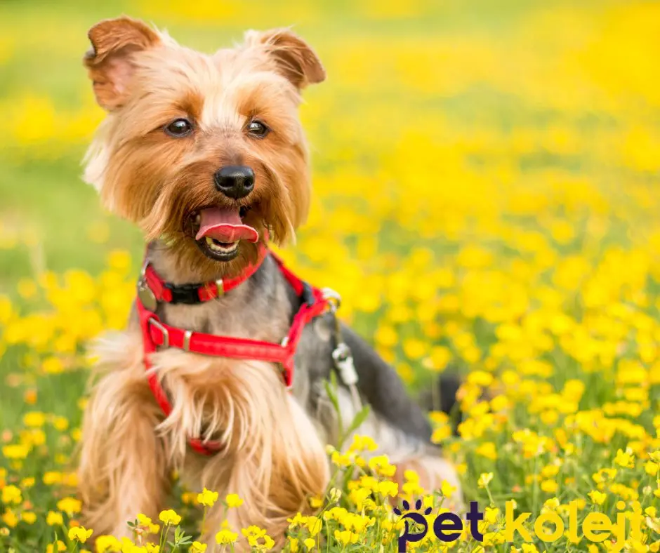 Pet Kuaförü Kedi Köpek Traşı Beylikdüzü işletme fotoğrafı
