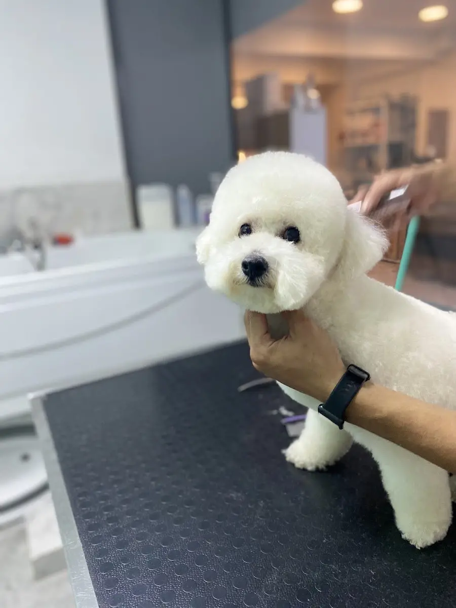 Pet Modern Pet Kuaför Spa&Shop işletme fotoğrafı