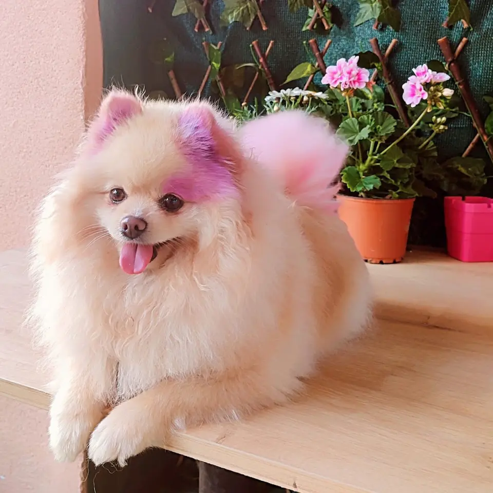 Pet Kuaför Ankara, Pet Kuaför Eğitimi işletme fotoğrafı