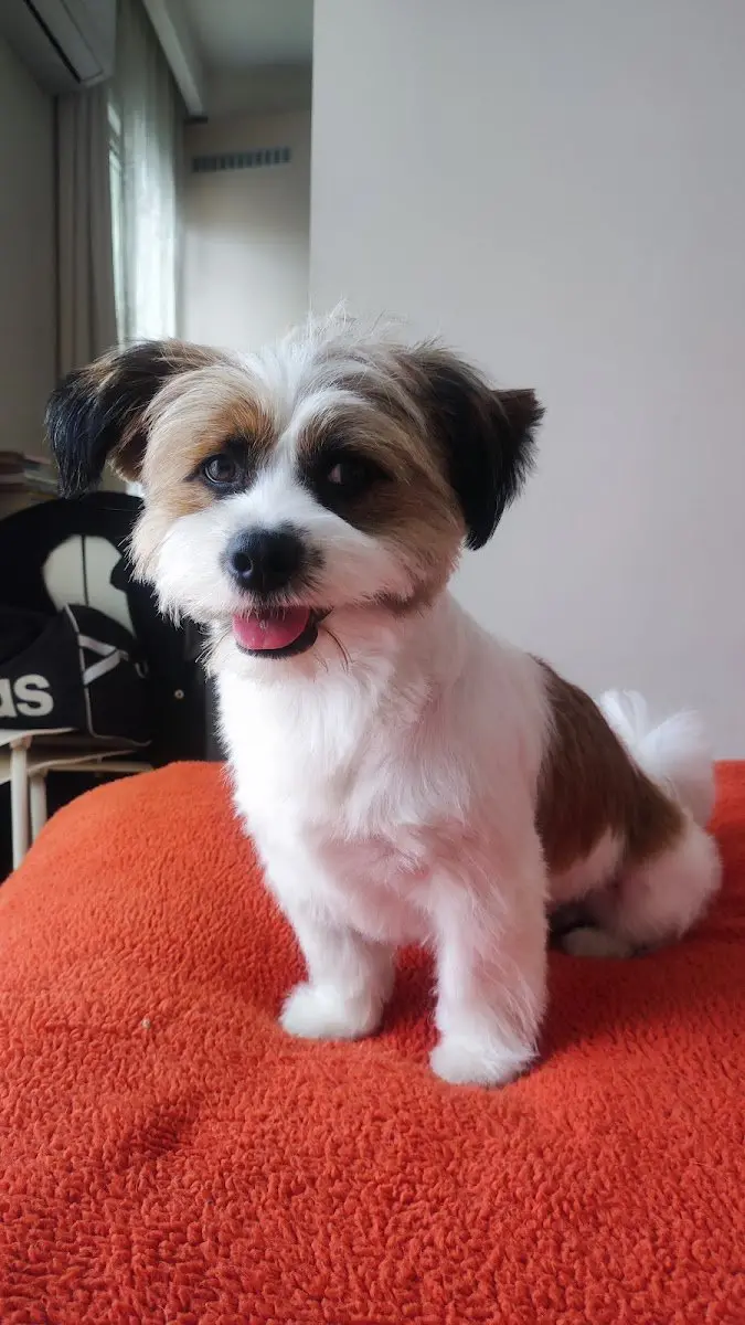 Lovely Pet Kuaför işletme fotoğrafı