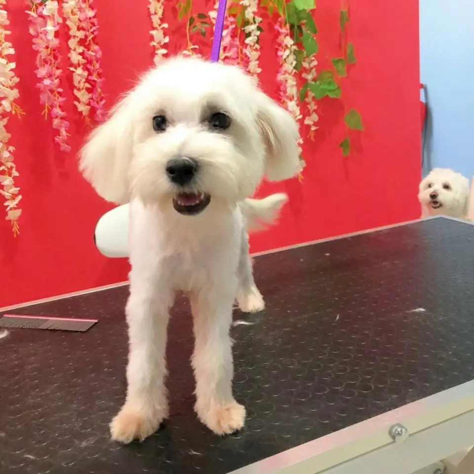 Zuzu Pet Kuaför - Diyarbakır Pet Kuaför işletme fotoğrafı