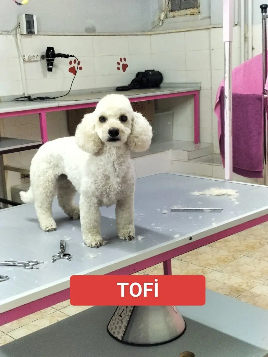 Paşam Petstore-Pet Kuaför-Kedi Oteli işletme fotoğrafı
