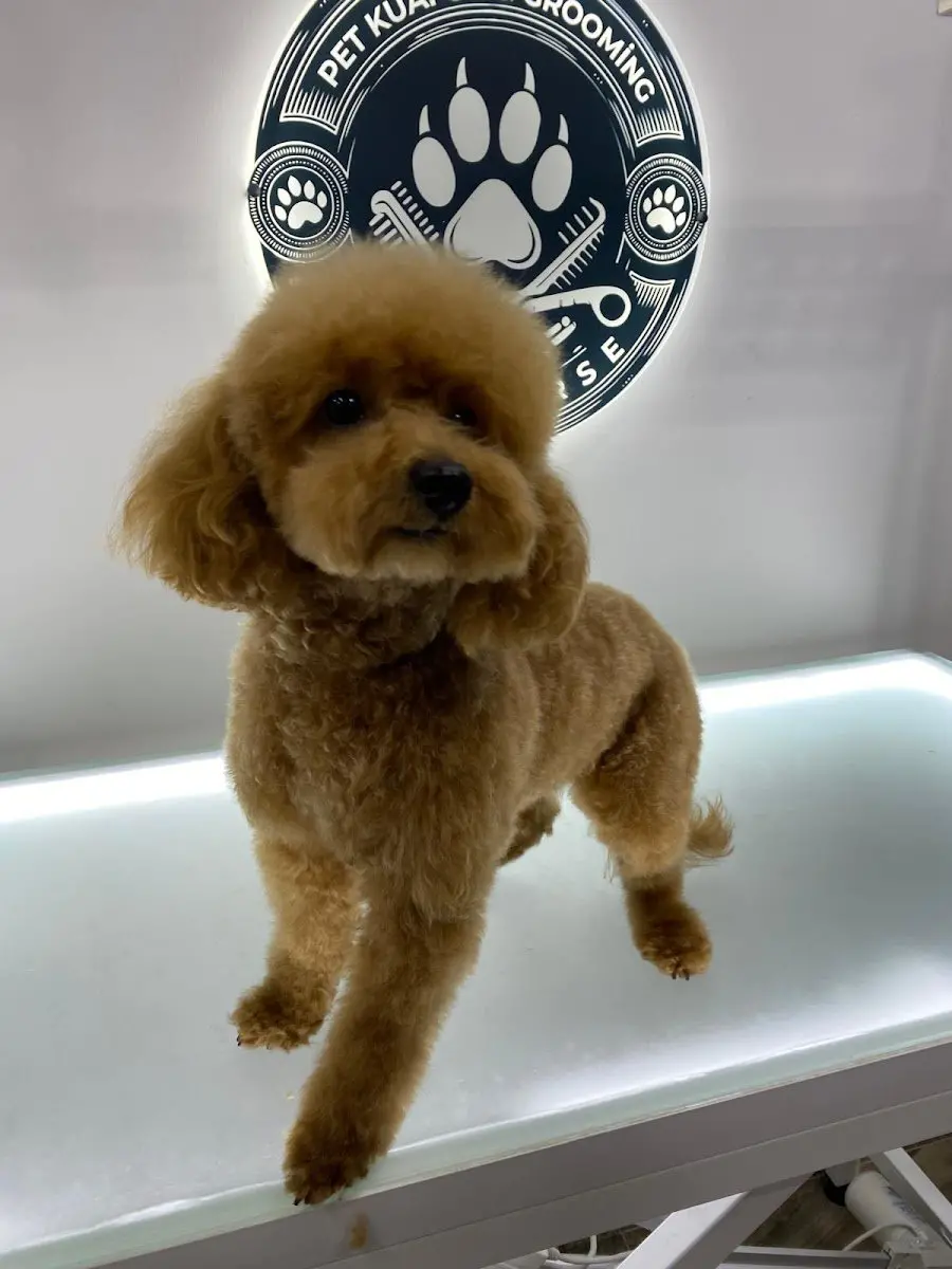 Pativerse Pet Kuaför&Grooming işletme fotoğrafı