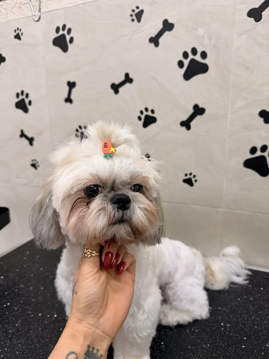 Liya Pet kuaför & Pet Butik işletme fotoğrafı