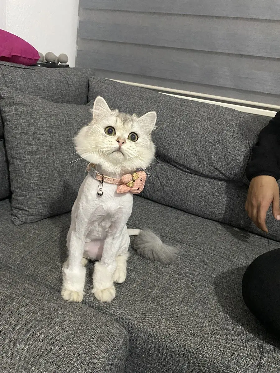 BAHÇELİEVLER PET PARK PET KUAFÖR / PETSHOP işletme fotoğrafı