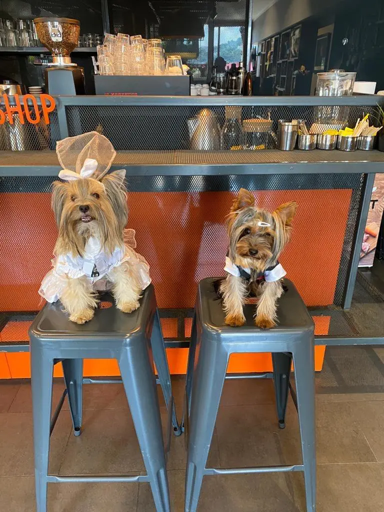 Moji Pet Kuaför işletme fotoğrafı