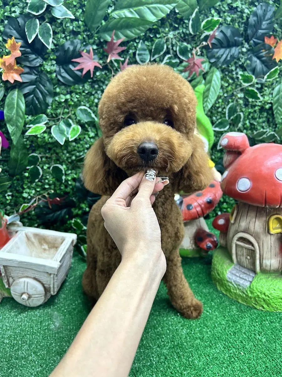 M Pet Kuaför Silivri işletme fotoğrafı