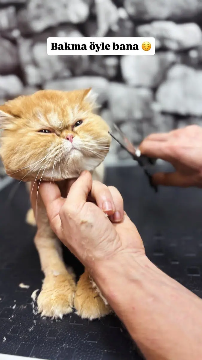 ARIN PET KUAFÖR 2 BAHÇELİEVLER | Anestezisiz Köpek Tıraşı | işletme fotoğrafı