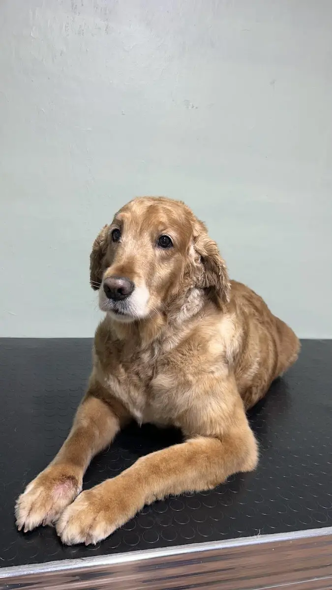 Can Pati Kedi / Köpek Pet Kuaförü İstanbul Pendik işletme fotoğrafı